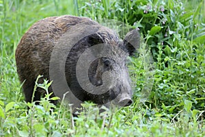 Prase divoké - Sus scrofa. Divočina. Procházky v přírodě zátiší, bažina.