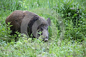 Prase divoké - Sus scrofa. Divočina. Procházky v přírodě zátiší, bažina.