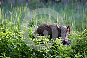 Diviak - Sus scrofa. Divočina. Prechádzky v prírode zátišie, močiare.