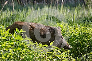 Diviak - Sus scrofa. Divočina. Prechádzky v prírode zátišie, močiare.