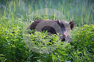 Wild boar - Sus scrofa. Wilderness. Walking in nature still life, marsh.