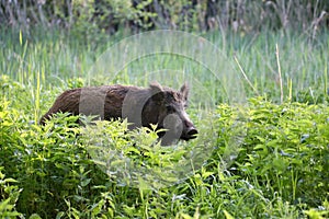 Wild boar - Sus scrofa. Wilderness. Walking in nature still life, marsh.