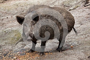 Wild boar (Sus scrofa).