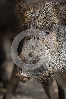 The wild boar or Sus scrofa is wildlife animal of forests of Pakistan and India