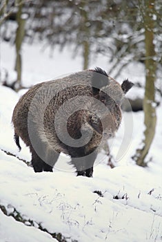 Wild boar Sus scrofa in winter