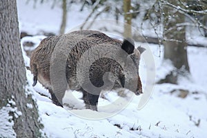 Wild boar Sus scrofa in winter