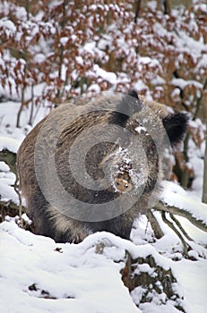 Wild boar Sus scrofa in winter