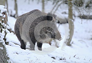 Wild boar Sus scrofa in winter