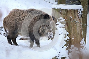 Wild boar Sus scrofa in winter