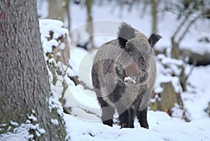 Wild boar Sus scrofa in winter