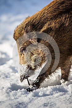 Wild boar (Sus scrofa)