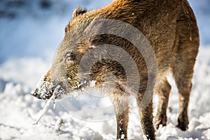 Wild boar (Sus scrofa)