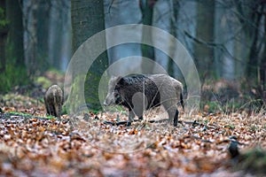 Wild boar sus scrofa in winter deciduous forest.
