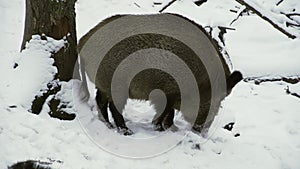 Wild boar, Sus scrofa, in winter, looking for food in the snow. Close-up.