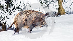Wild boar Sus scrofa in the winter mountain forest after snowfall