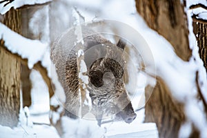 Wild Boar Sus Scrofa in the winter snowy forest