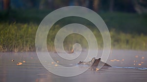 Wild boar swimming in water