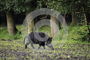 A wild boar, swine or pig, Sus scrofa, foraging in a forest during dusk