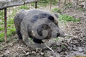 Wild boar