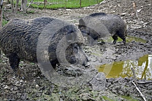 Wild boar