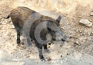 Wild boar in their natural habitat