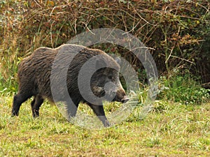 Wild boar before a thicket