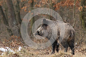 Wild boar with tusks