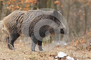 Wild boar with tusks 2.
