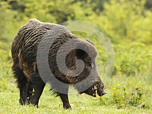 Wild boar with tusks