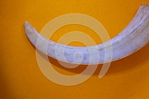 Wild boar tusks as canines