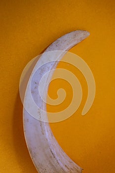 Wild boar tusks as canines