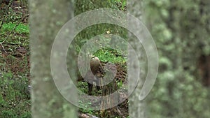 Wild boar walking in the forest