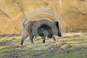 Wild boar