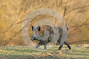 Wild boar