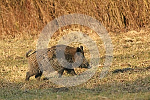 Wild boar