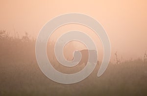 Wild boar walking in forest on foggy morning