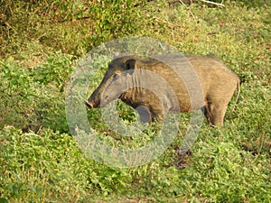 Wild boar walking in the forest in the misty morning. Wildlife in its natural habitat