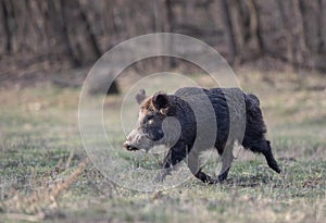 Wild boar walking in forest in winter