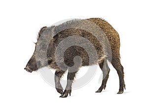 Wild boar walking in front, isolated