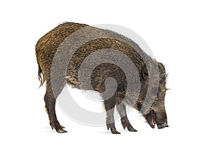Wild boar, walking, looking down and sniffing the ground