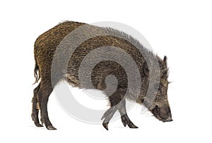 Wild boar, walking, looking down and sniffing the ground
