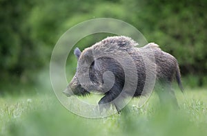 Wild boar walking on meadow