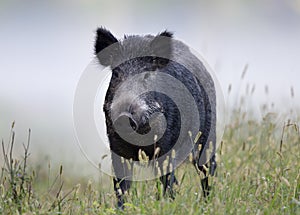 Wild boar in fog