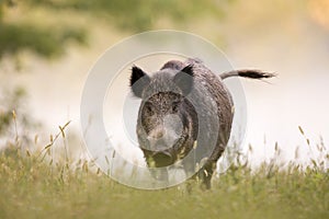 Wild boar in fog