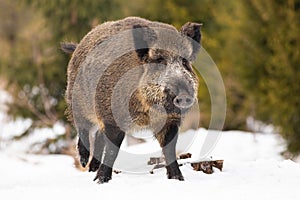 Wild boar walking on snowy field in wintertime nature
