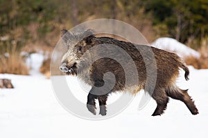 Wild boar walking on snowy meadow in winter nature.