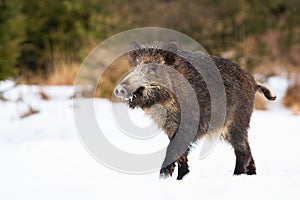 Wild boar walking on snowy meadow in wintertime nature