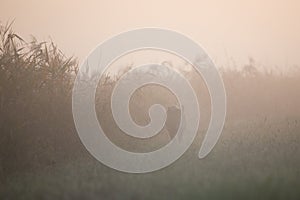 Wild boar walking in thick fog