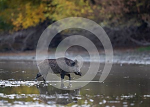 Wild boar walking in water in forest on autumn morning