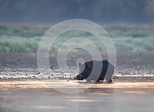 Wild boar walking in water in forest on foggy morning